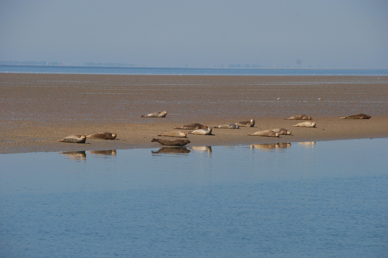 Amsterdam: Seal Safari at Waddensea UNESCO Site