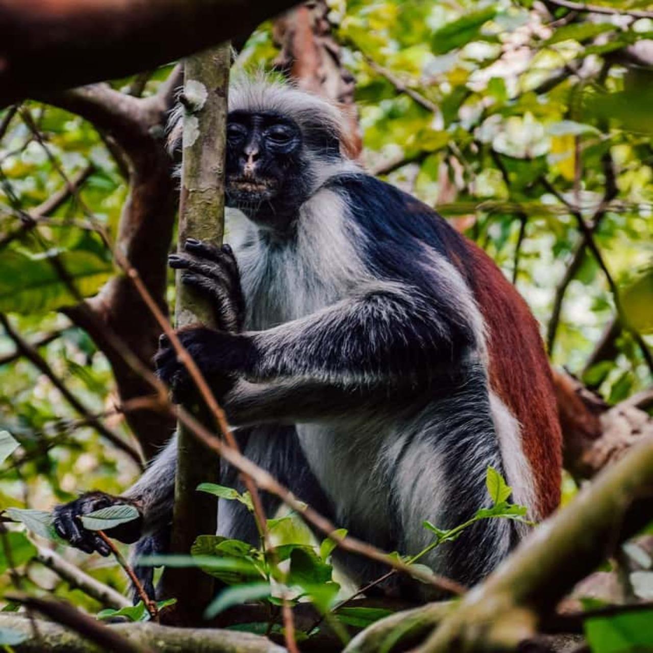 Sansibar: Jozani-Wildtierpark & Gewürzplantagen-Tour