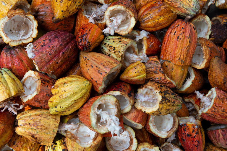 Oaxaca : expérience ancestrale du chocolat et des boissons