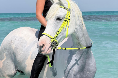 Hurghada: Swimming & Horse riding with FREE Photos & Videos 2-Hour Horse Swimming & Photos with Transfer