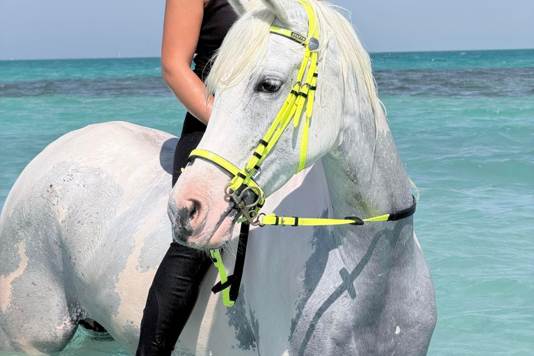 Hurghada: Swimming & Horse riding with FREE Photos & Videos 2-Hour Horse Swimming & Photos with Transfer