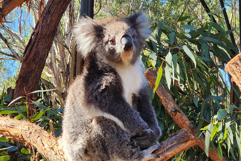 Adelaide: Premium Adelaide Hills Cleland and Hahndorf Tour