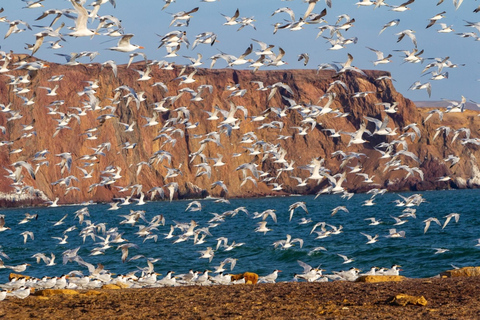 Desde Paracas: Excursión en Buggy por la Reserva Nacional de ParacasPunto de encuentro