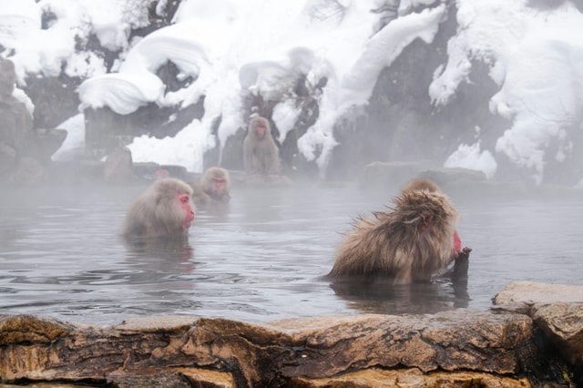 Snow Monkeys Park & Zenkoji temple Full Day Private Tour