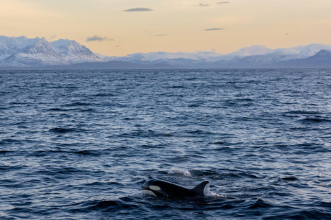 Tromsø: Orca and Whale Watching Heated Boat Trip Tromsø: Orca and Whale Watching comfort heated boat Trip