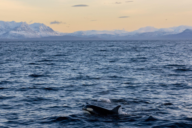 Tromsø: Orca and Whale Watching Heated Boat Trip Tromsø: Orca and Whale Watching comfort heated boat Trip