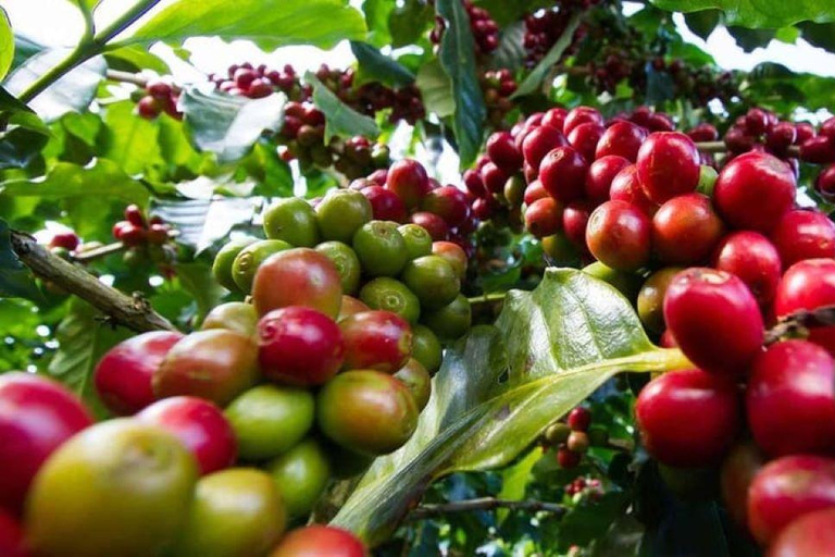 Nairobi: Tour della fabbrica e della fattoria del caffè con trasferimento