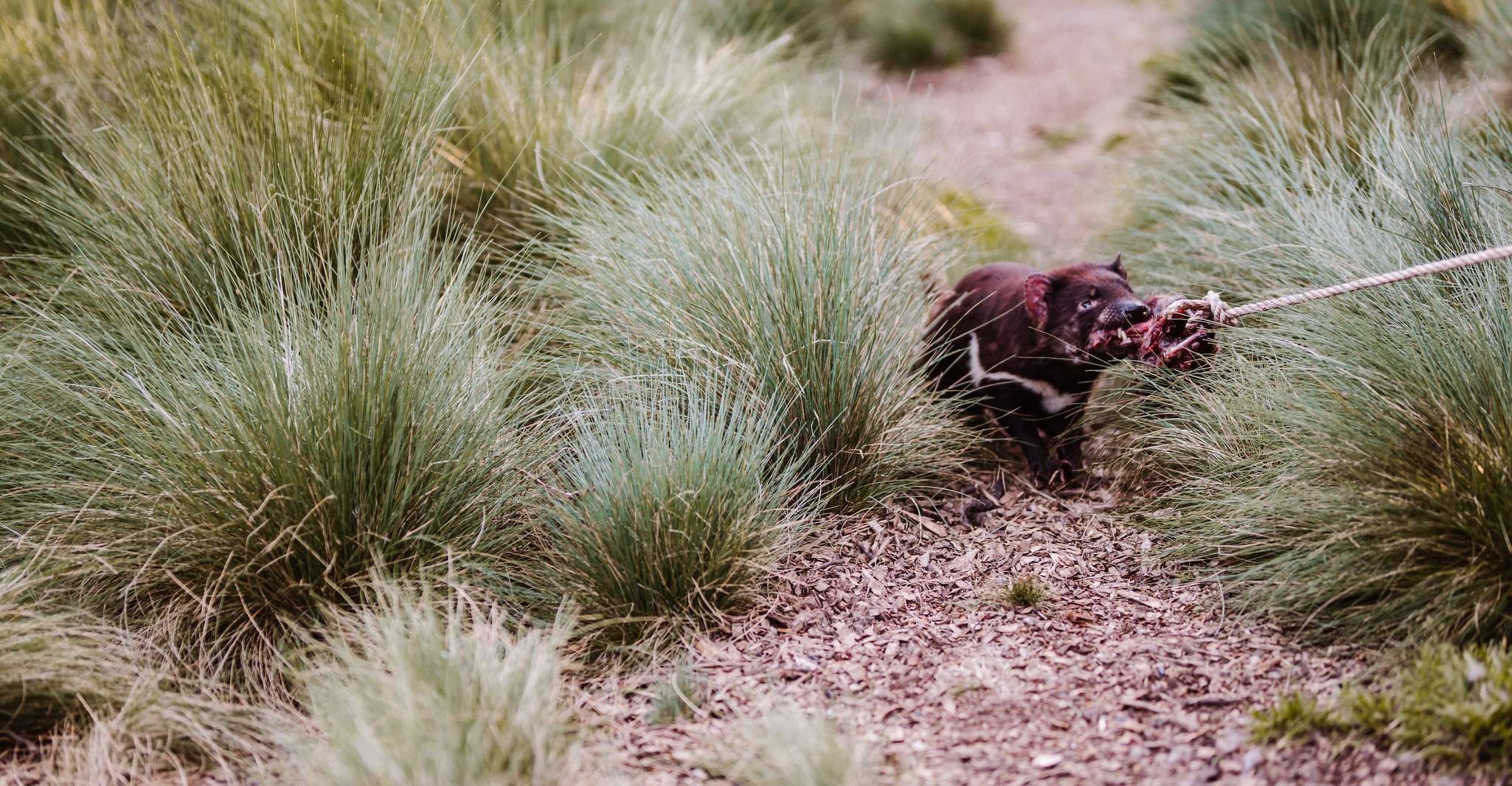 Cradle Mountain, después del oscuro Tasmanian Devil Feeding Tour - Housity