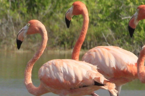 Flamingo Classic: Rio Lagartos and Las Coloradas
