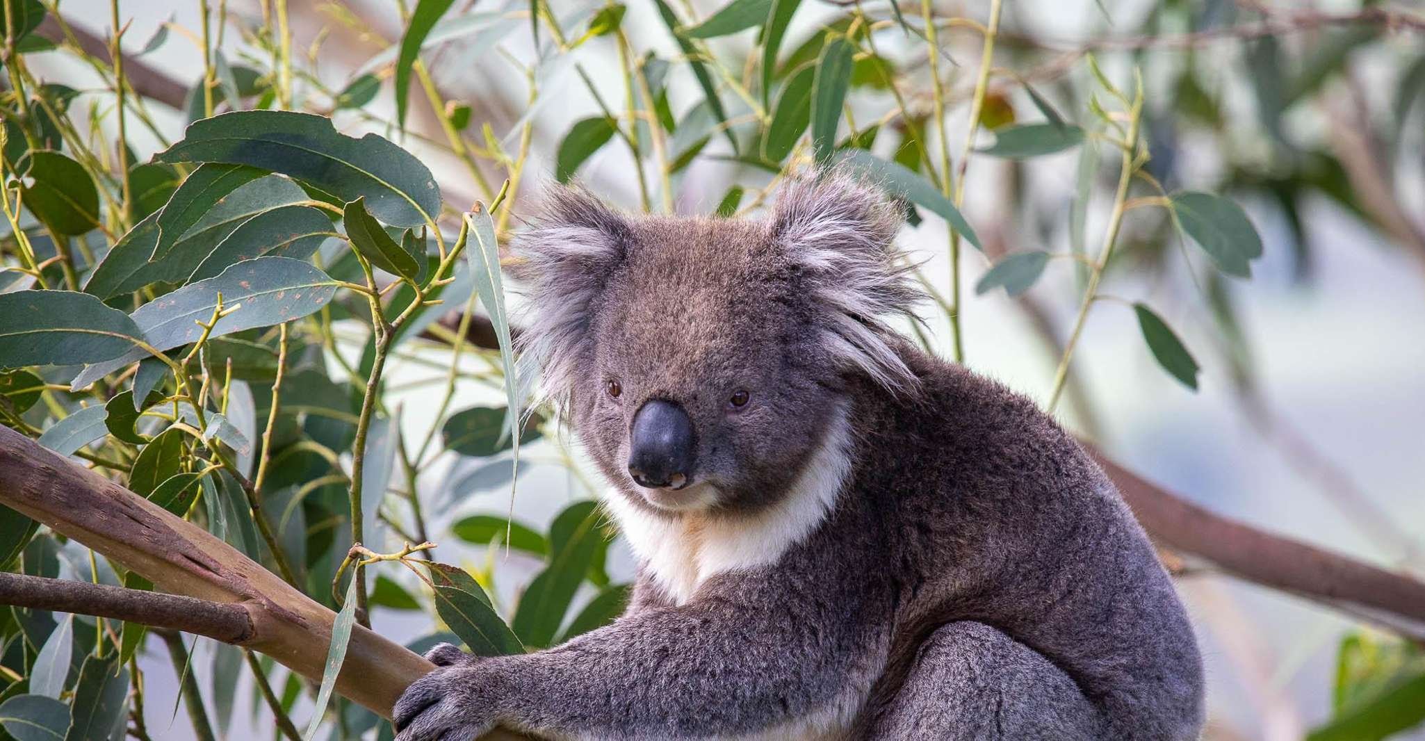 Melbourne, Great Ocean Road & Wildlife Tour for Backpackers - Housity