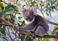 Melbourne, Great Ocean Road & Wildlife Tour for Backpackers - Housity