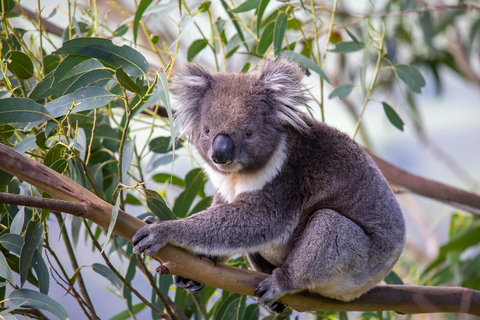 Melbourne: Great Ocean Road & Wildlife Tour for Backpackers Great Ocean Road & Wildlife Tour for Backpackers Aged 18-35