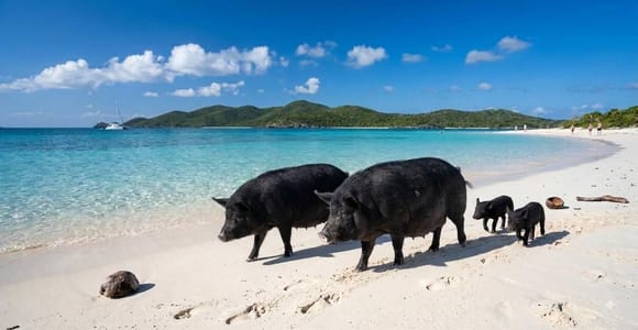 Koh Samui: Pig Island & Koh Tan Snorkeling Speedboat Tour