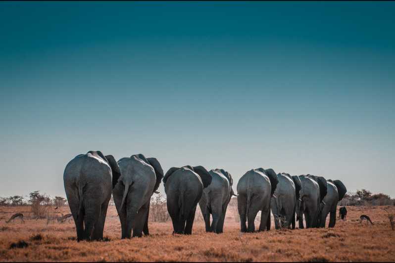 Windhoek - Swakopmund: Etosha Express Safari