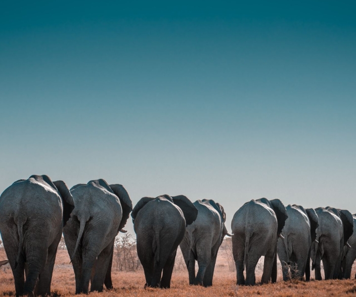 Etosha Express: Safari in Namibia