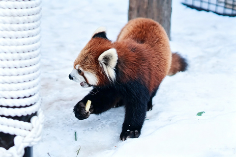 Sapporo: Asahiyama Zoo, Blue Pond & Chiyoda Farm Day Tour Private Sightseeing Tours