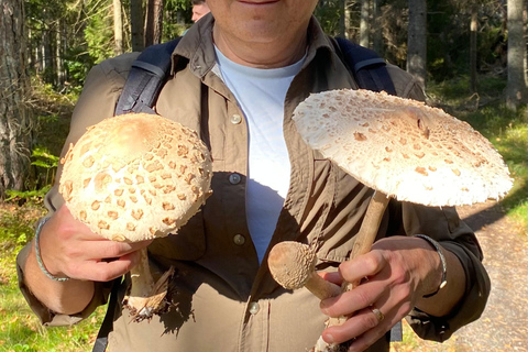 Stockholm: Mushroom and Berries Foraging Tour with Lunch