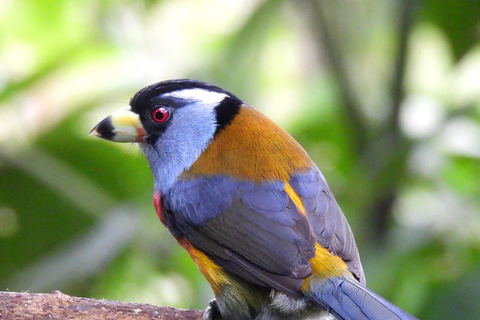 Private Hummingbird and Toucan Sanctuaries Tour in Mindo