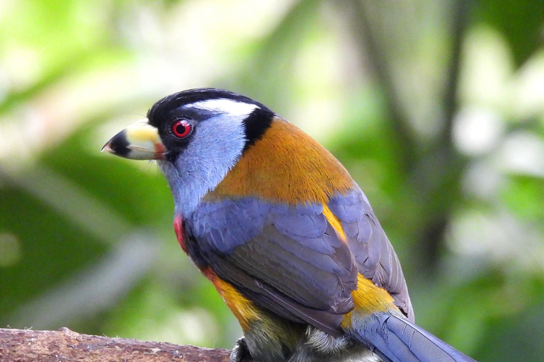 Private Hummingbird and Toucan Sanctuaries Tour in Mindo