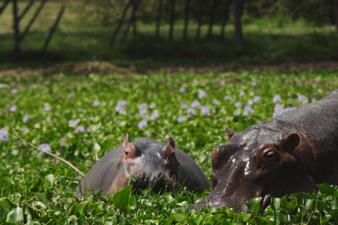 Nairobi: Crescent Island Sanctuary Day Trip with Lunch Nairobi: Crescent Island Sanctuary private day Trip