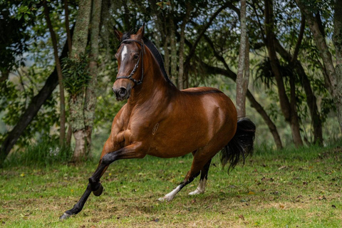 Bogotá: Paso Fino Horse Ranch Visit with Guide