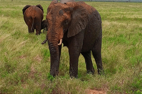 5DAYS SAFARI AMBOSELI,TSAVO WEST AND TSAVO EAST FROM NAIROBI