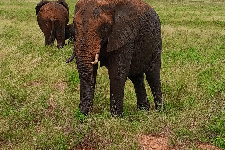 5DAYS SAFARI AMBOSELI,TSAVO WEST AND TSAVO EAST FROM NAIROBI