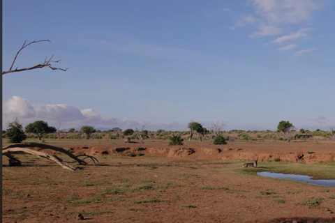 Kenya: 1-Day Safari Adventure with Transfers