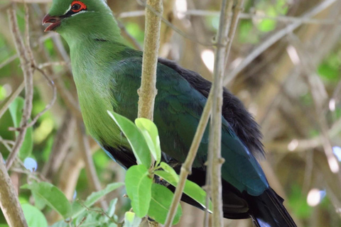 Victoria Falls: Guided Tour with Rainforest Walk