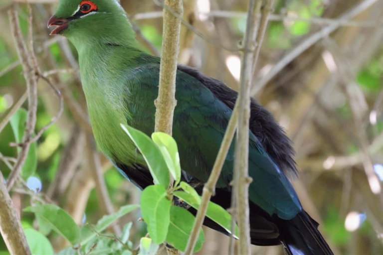Victoria Falls: Guided Tour with Rainforest Walk