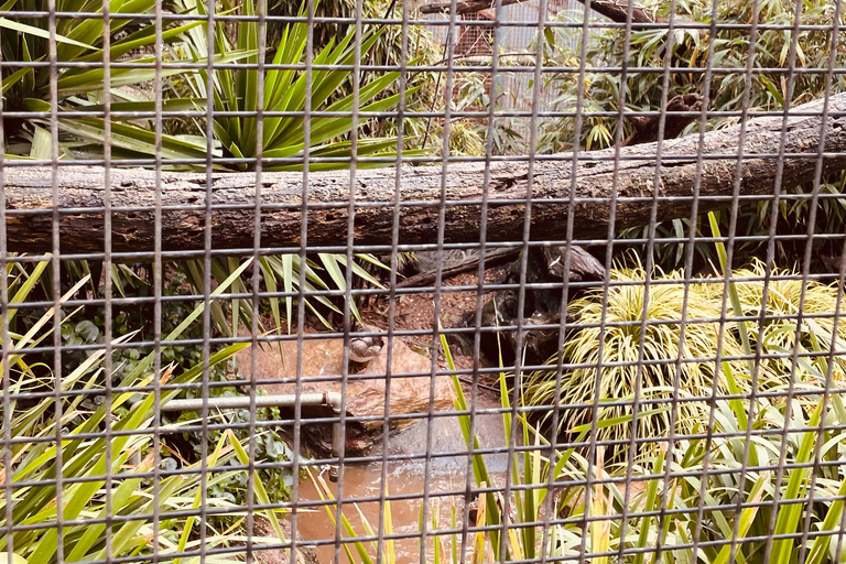 Von Adelaide aus: Kuscheln mit einem Koala und historische Hahndorf-Tour