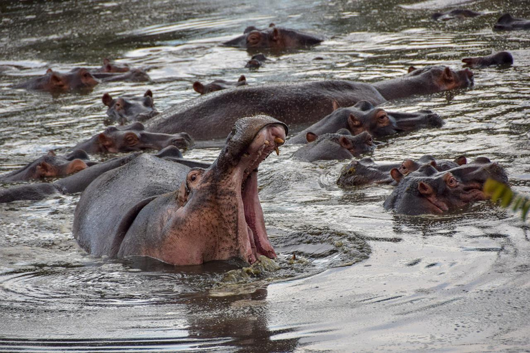 LUXURY SAFARI- ZANZIBAR TO MIKUMI NP: 2 DAYS 1 NIGHT