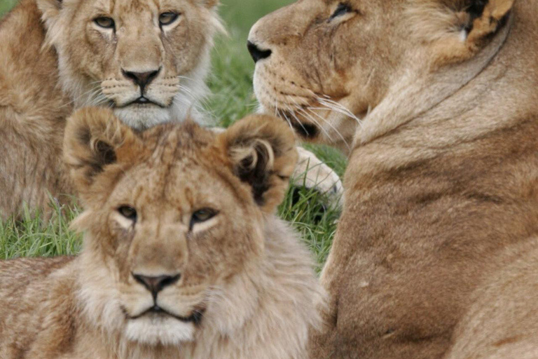 From Nairobi: Private 3-Day Masai Mara Big Five Game Drive