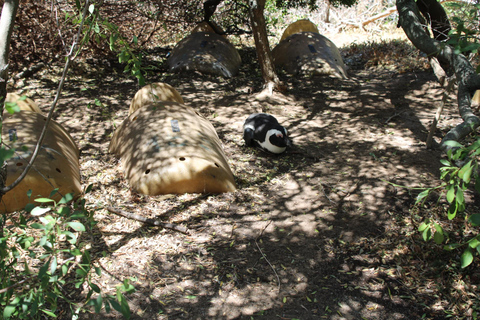 Cape Town: Table Mountain, Bo-Kaap, & Boulders Beach Tour