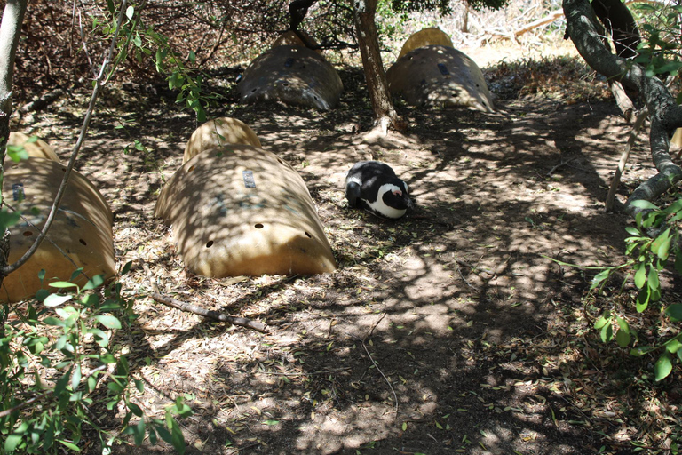 Cape Town: Table Mountain, Bo-Kaap, & Boulders Beach Tour