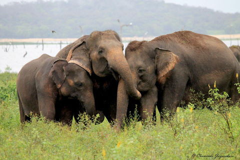Sigiriya, Tea Plucking & Waterfalls visit 3Days Private tour Colombo : Sigiriya ,Kandy & Waterfall ,Tea factory Visit