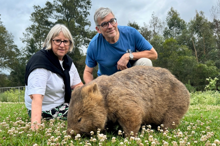 Sídney: Wombats salvajes y experiencia canguroSídney: experiencia de caminar con wombats