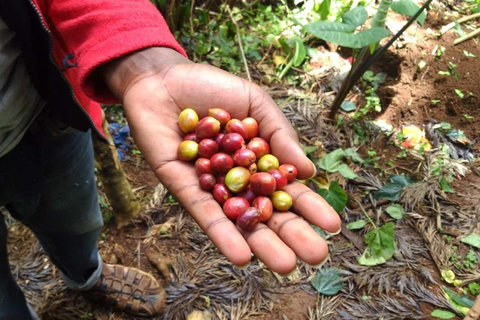 Excursion d'une journée aux chutes d'eau, au café et aux sources d'eau chaude de Materuni