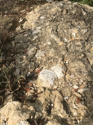 Visit Foraging Fossils & Plants in Luberon