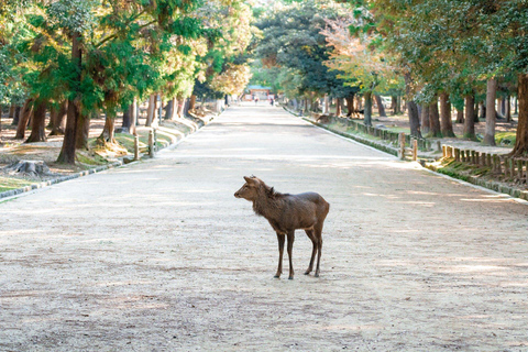 Depuis Osaka : Excursion à Kyoto avec le sanctuaire de Fushimi Inari