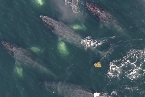 Hoonah: Icy Strait Whale Watch with Drone Filmography
