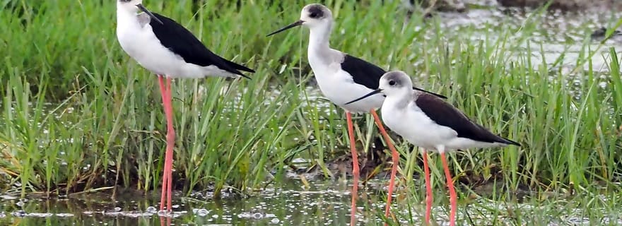 Mayotte : excursion découverte d'une demi-journée