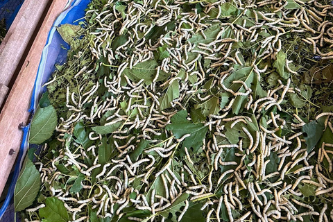 Siem Reap: Angkor Silk Farm & Mechrey Floating Village Tour