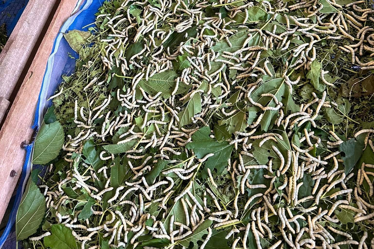 Siem Reap: Angkor Silk Farm & Mechrey Floating Village Tour