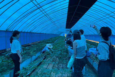 From Seoul: Make Your Own Chilli Paste & Ginseng Liquor Tour