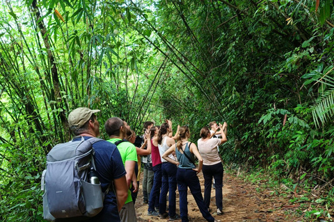 Khao Sok: Trekking privado de um dia, jantar na selva e safári noturno