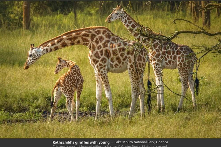 Parc national du lac Mburo : safari guidé de 3 jours à la découverte de la faune sauvage
