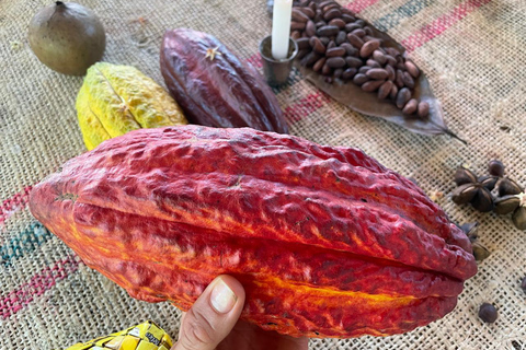 Medellín: Cacao Farm Private Guided Tour