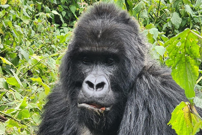 1 Day gorilla trekking safari tour, volcanoes national park.