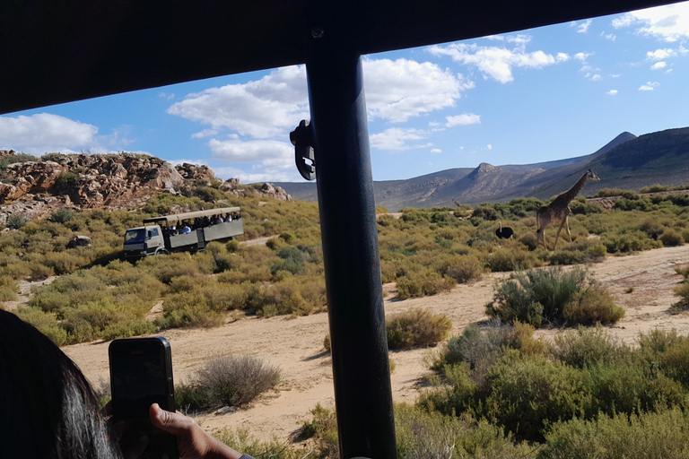 Cape Town Aquilla big sunset safari With transport & food aquila sunset bestseller